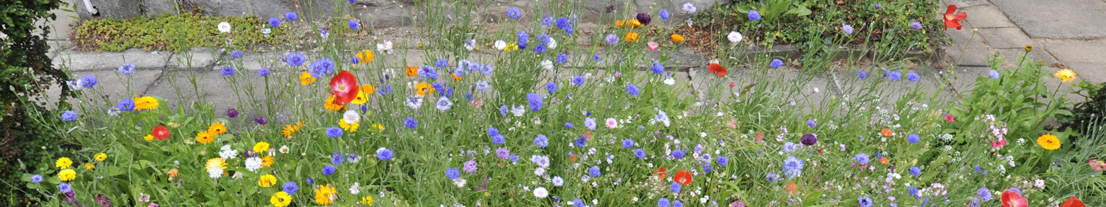 Bunte, blühende Blumenmischung @Feuerbach